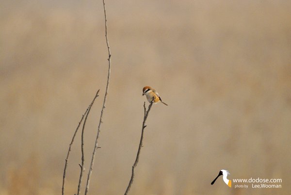 때까치