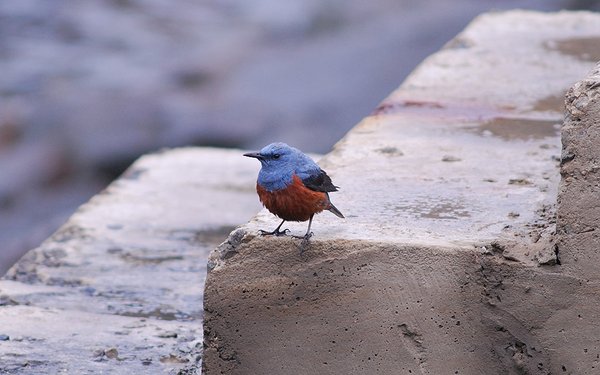 바다직박구리