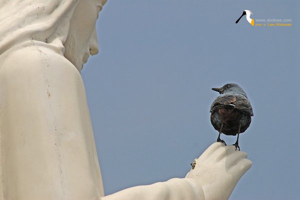 바다직박구리