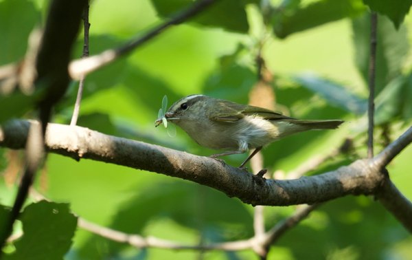산솔새