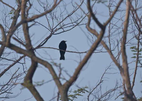 바람까마귀