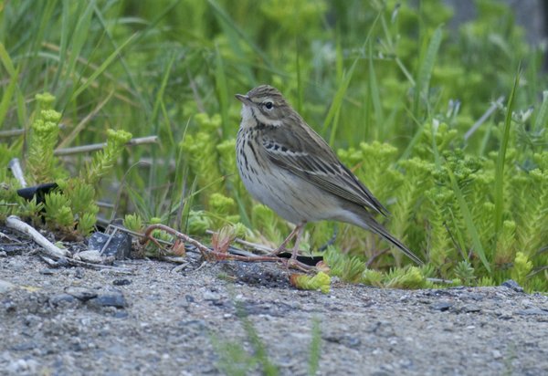 나무밭종다리  Tree Pipit