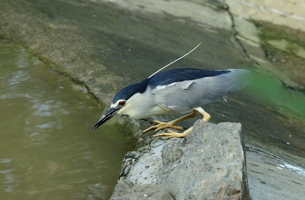 해오라기