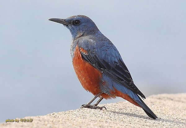 바다직박구리