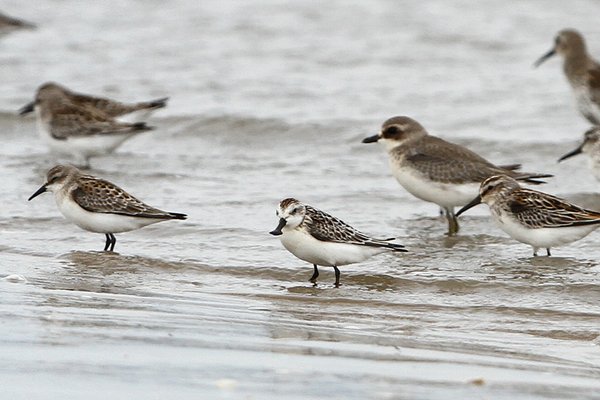 넓적부리도요
