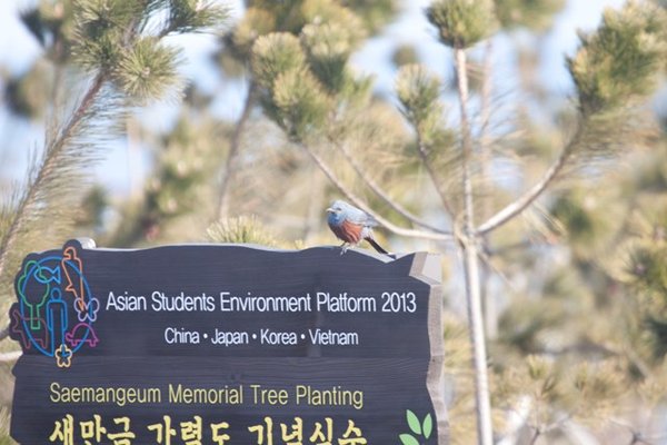 바다직박구리