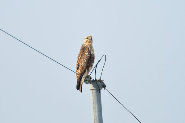 말똥가리