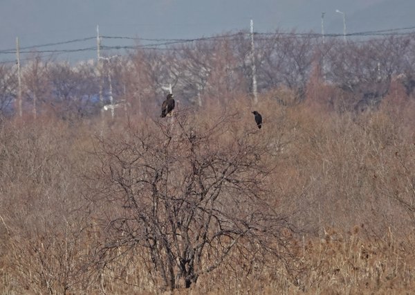 항라머리검독수리