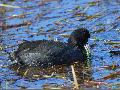 물닭