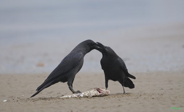 큰부리까마귀