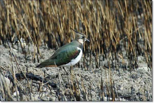 댕기물떼새