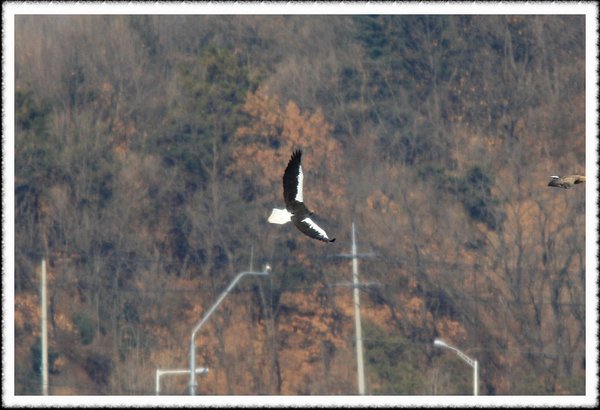 참수리