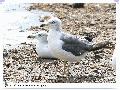 괭이갈매기