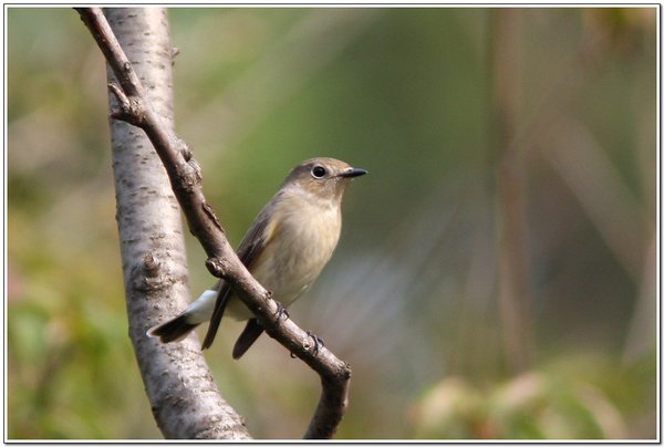 흰꼬리딱새