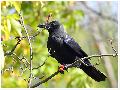 큰부리까마귀