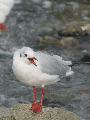 붉은부리갈매기