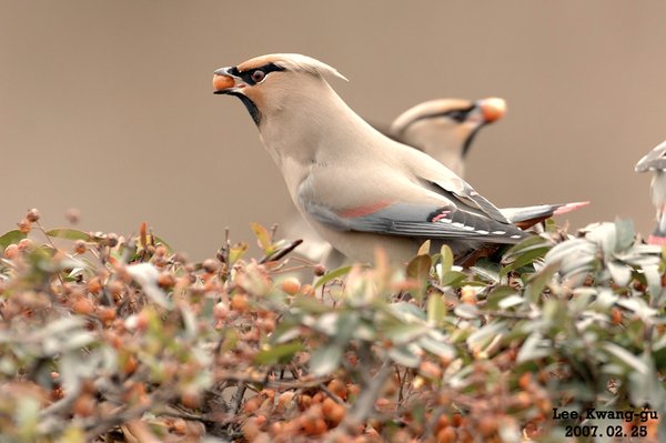 홍여새