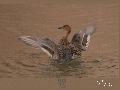 고방오리날개짓[암컷]