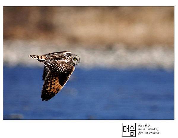 쇠부엉이