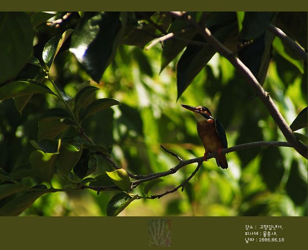 물총새
