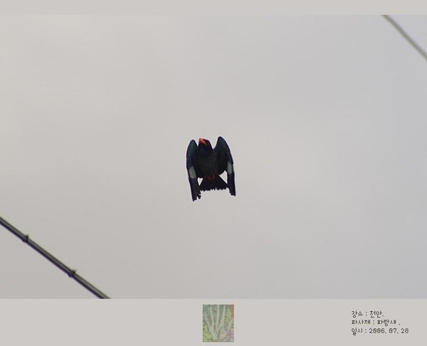 파랑새