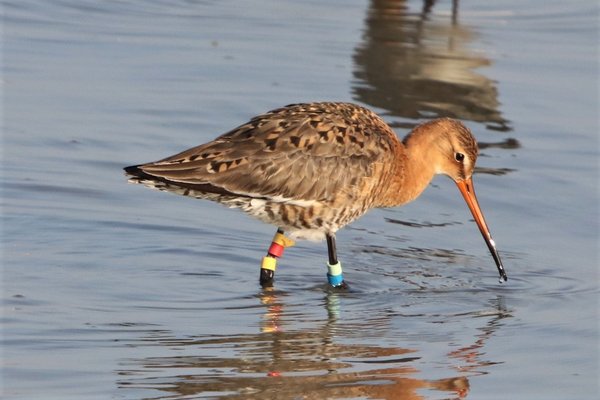 흑꼬리도요