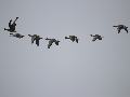 기러기들이 아직도...