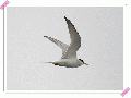 쇠제비갈매기