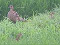 뜸부기 아닌가요?