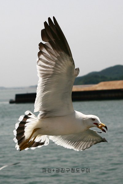괭이갈매기
