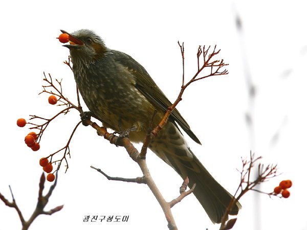 직박구리