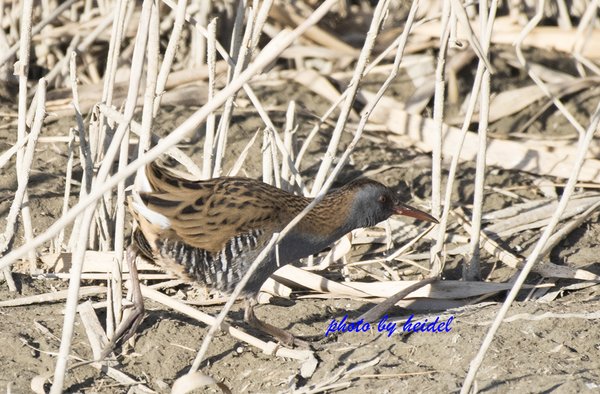 회색가슴뜸부기-western water rail