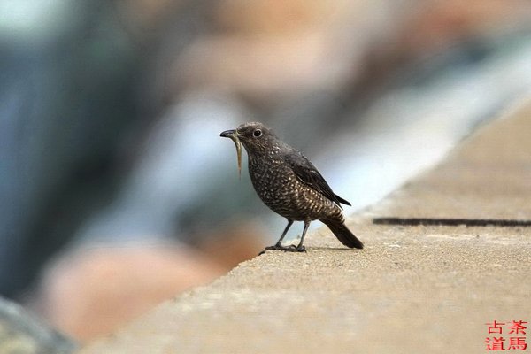 바다직박구리