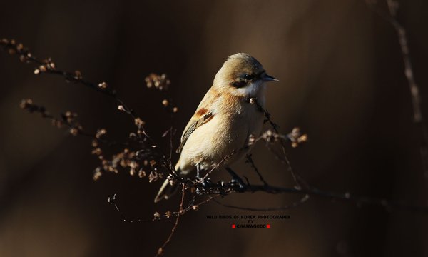 스윈호오목눈이