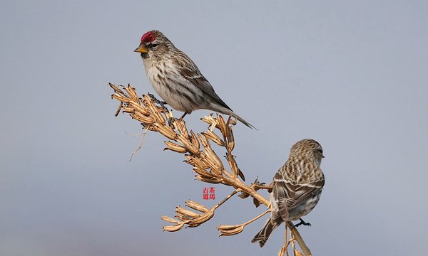 홍방울새