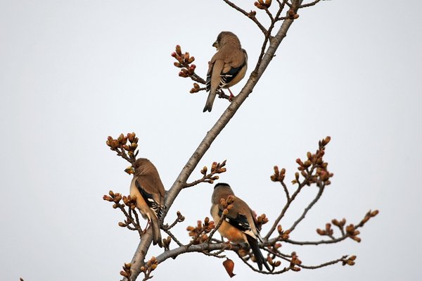 밀화부리