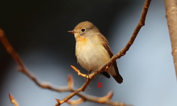 붉은가슴흰꼬리딱새