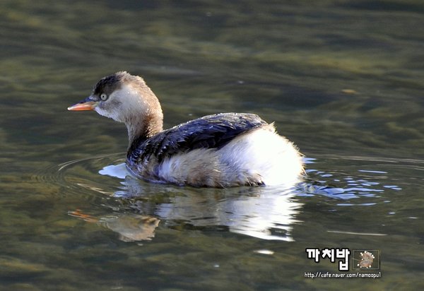 논병아리