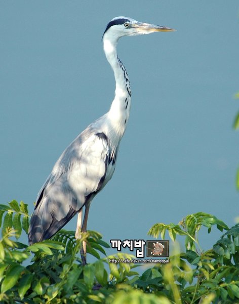 왜가리