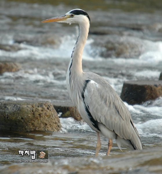 왜가리