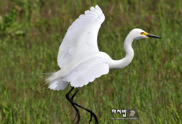 중백로