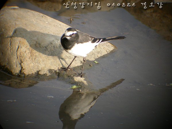 검은등할미새