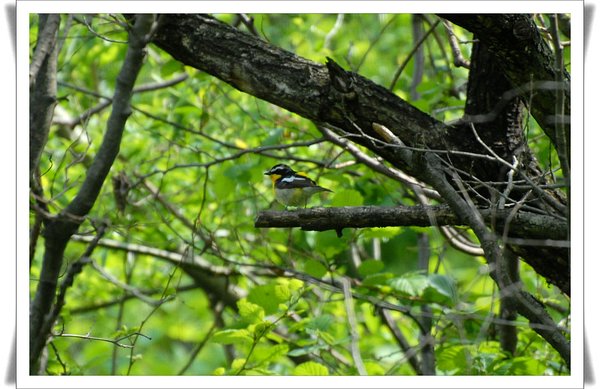 흰눈썹황금새