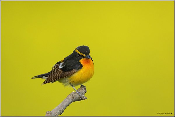 황금새