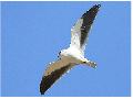 Black-winged Kite
