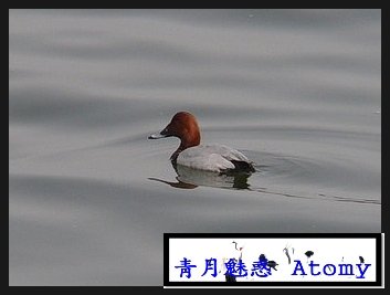 흰죽지