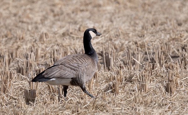 캐나다기러기(small cackling goose )