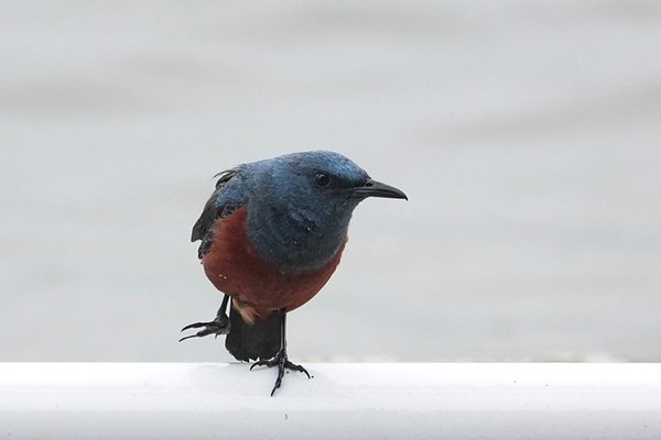 바다직박구리