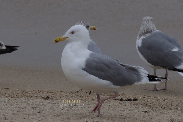 미등록(미기록)종  Caspian Gull