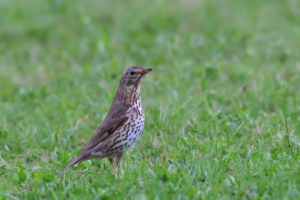 큰점지빠귀(Song thrush)